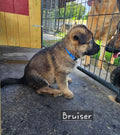 Deposit for Bruiser