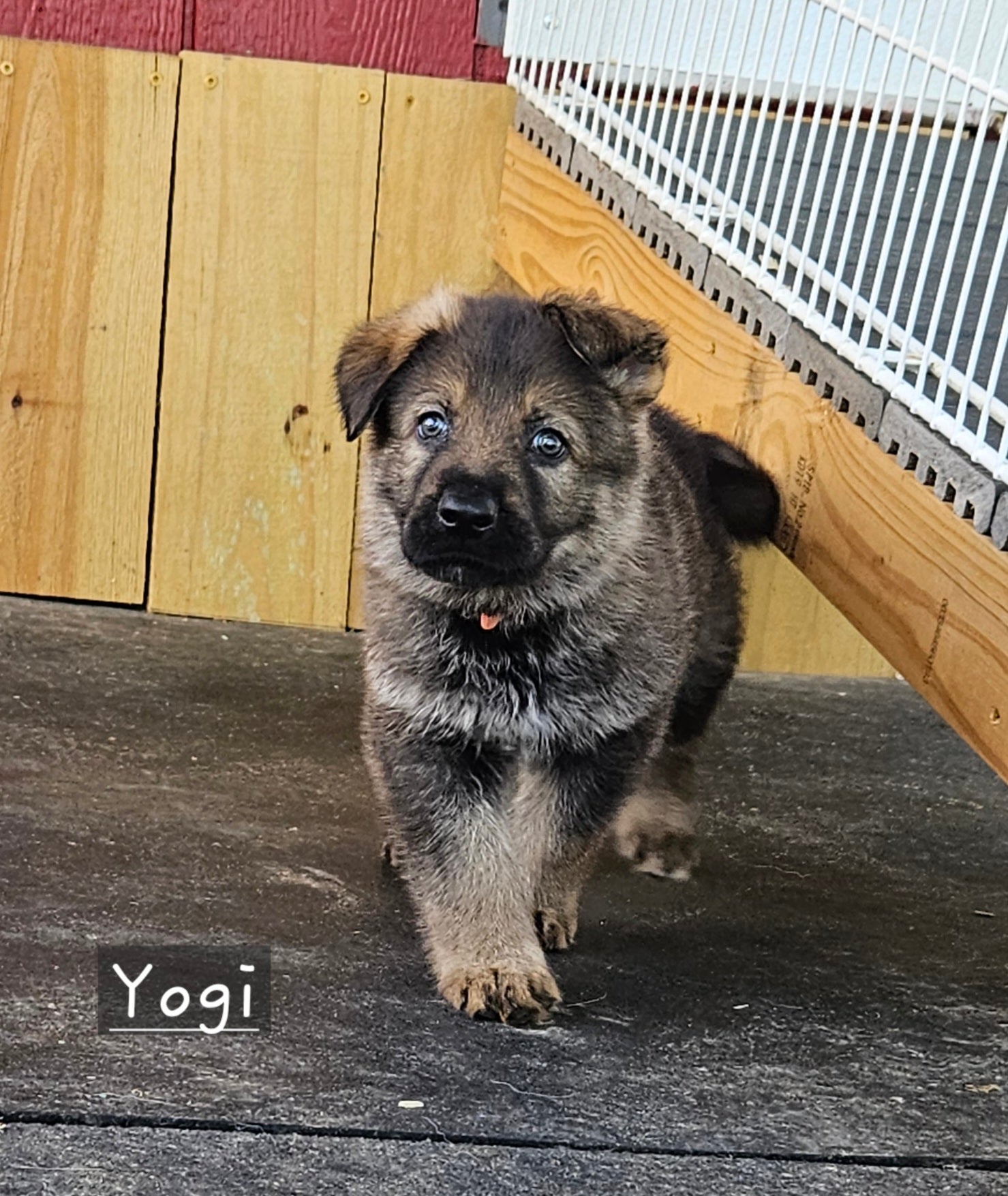 Deposit for Yogi
