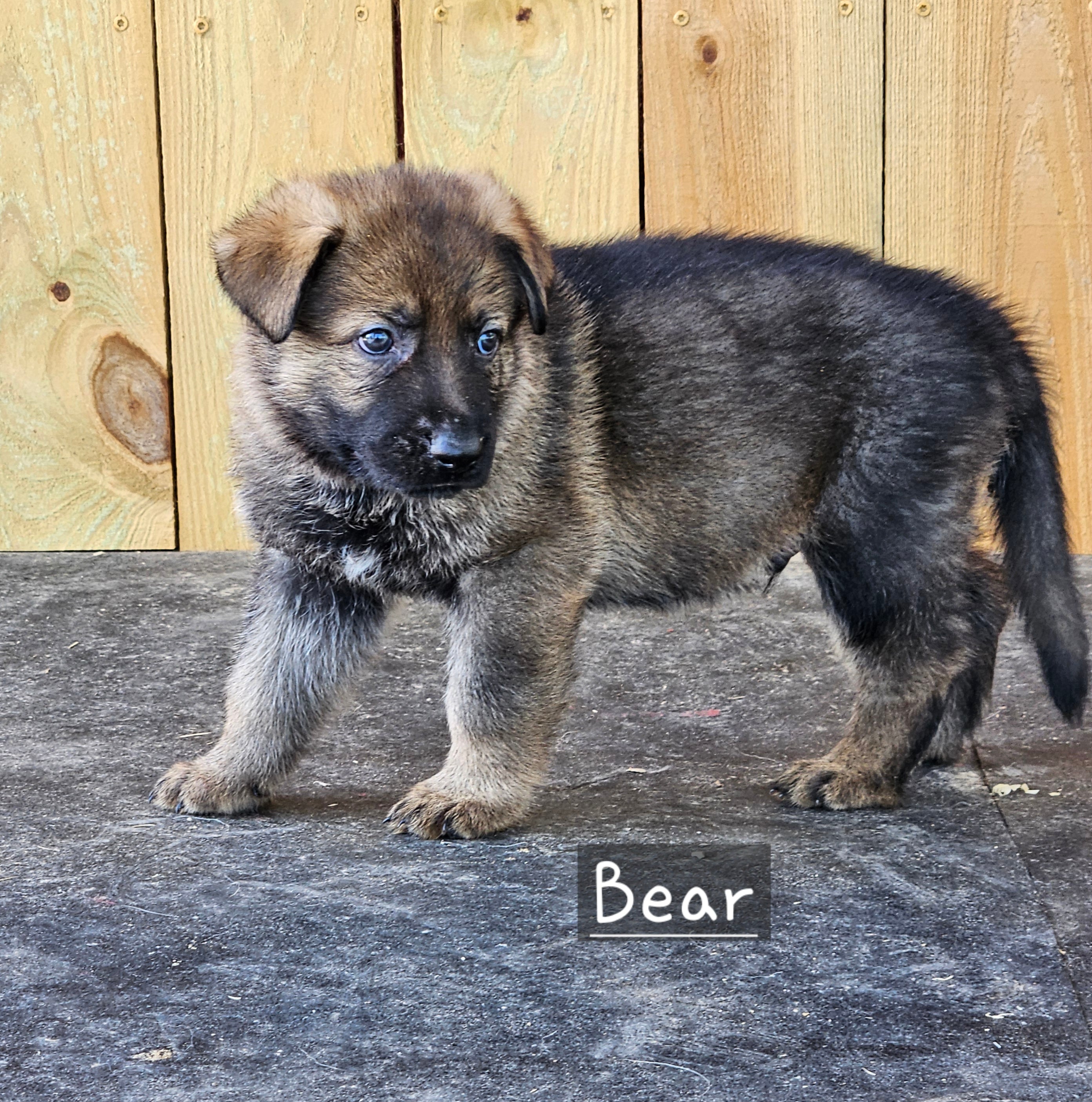 Deposit for Bear