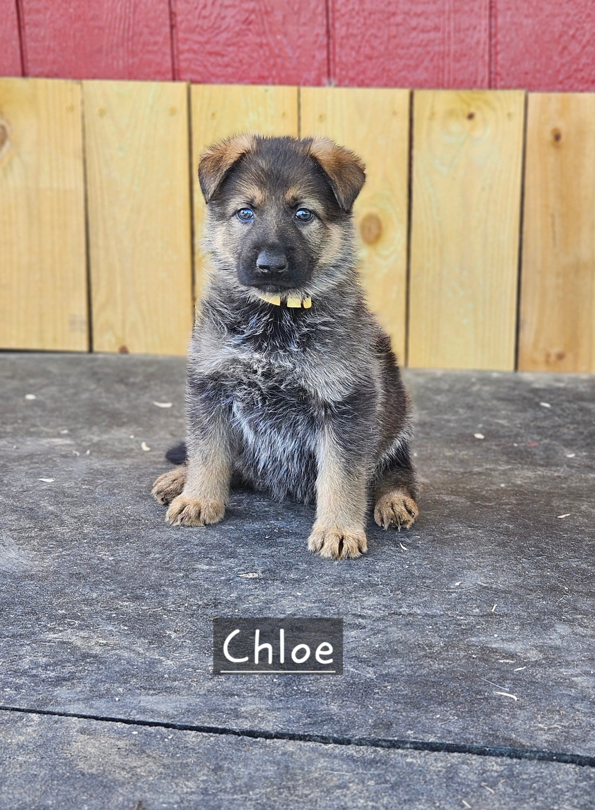 Deposit for Chloe
