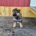 Deposit for Ruger