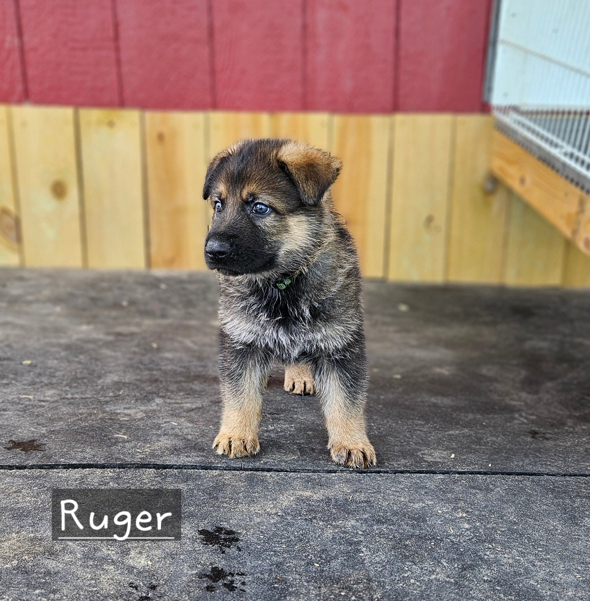 Deposit for Ruger
