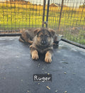 Balance Due For Ruger