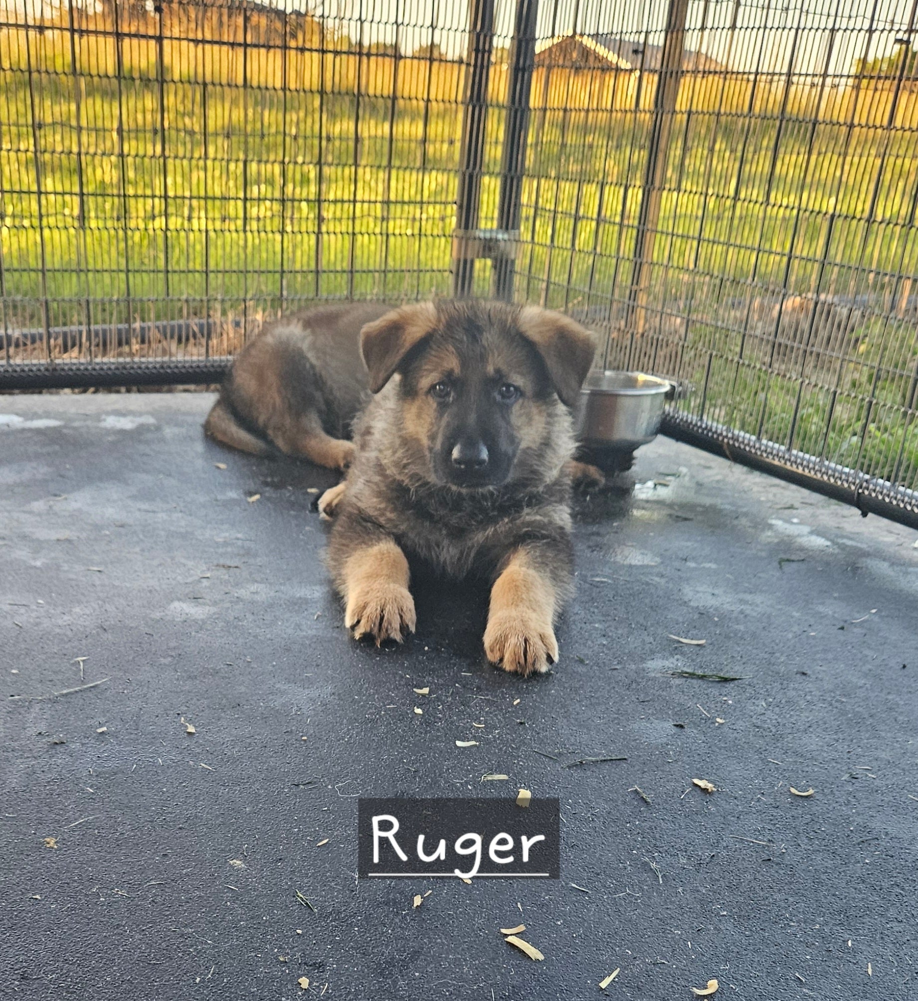 Balance Due For Ruger