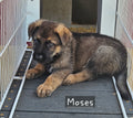 Moses - Purple Collar