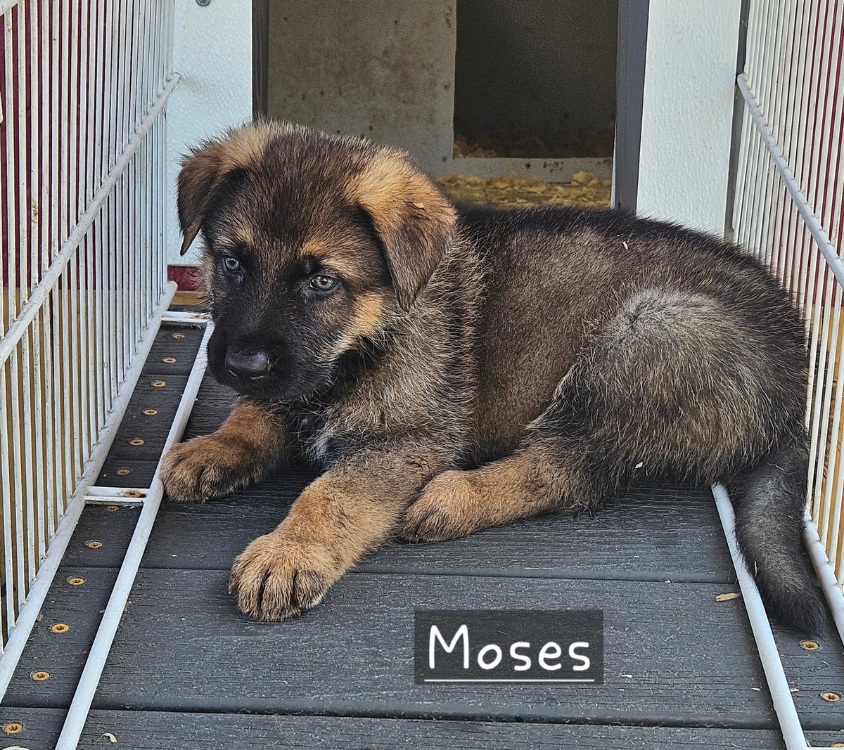 Moses - Purple Collar