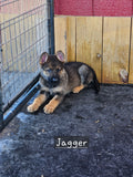 Jagger - Orange Collar