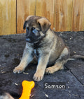 Samson - Yellow Collar