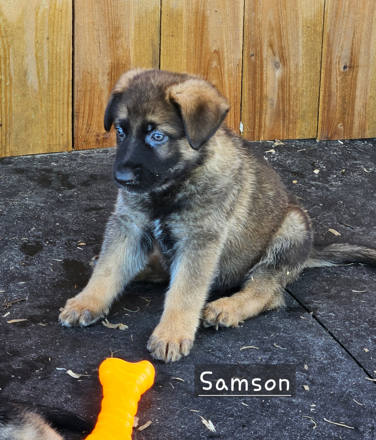 Samson - Yellow Collar
