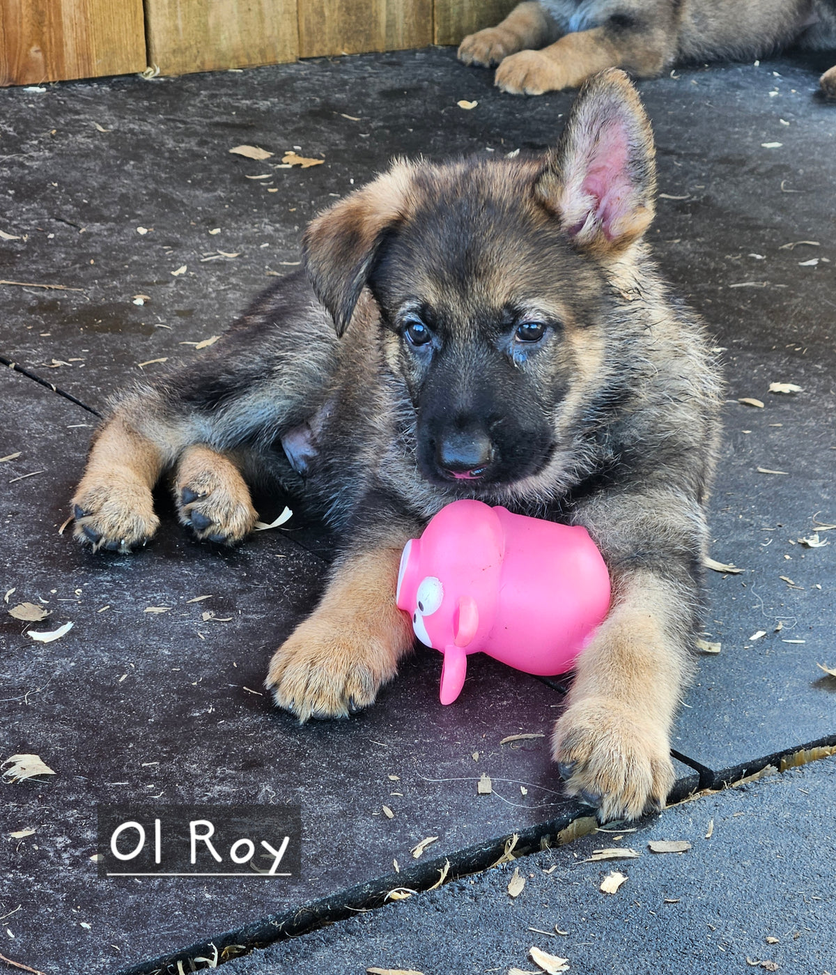 Ol Roy - Blue Collar