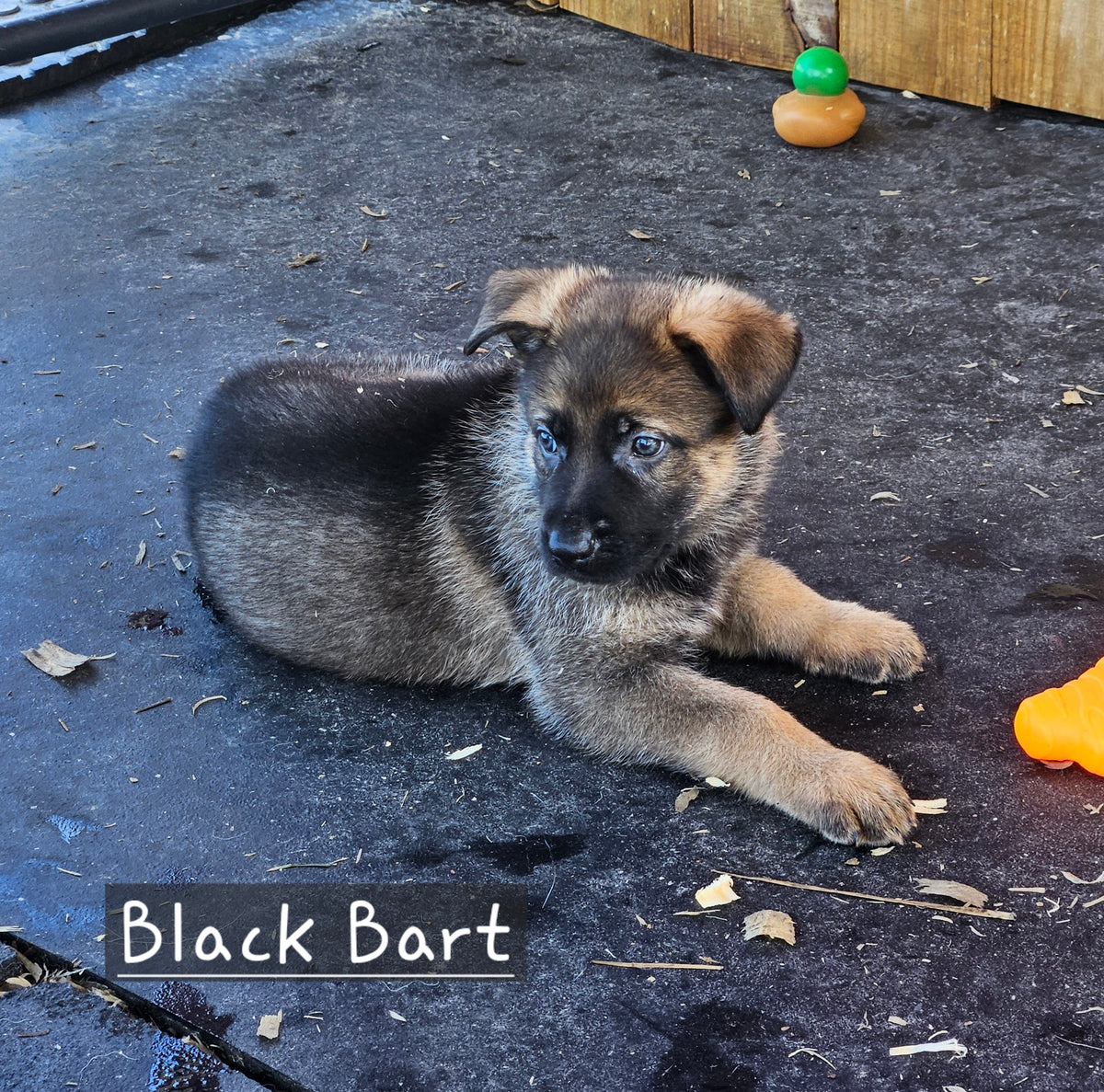 Black Bart - Black Collar