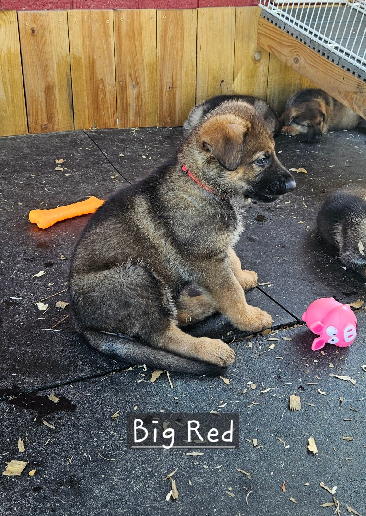 Big Red - Red Collar